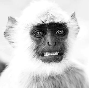 Meet your Posher, Monica